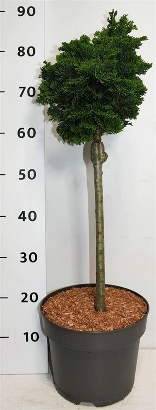 Ädelcypress – Chamaecyparis obtusa 'Nana Gracilis' - C7.5 40cm. Stam